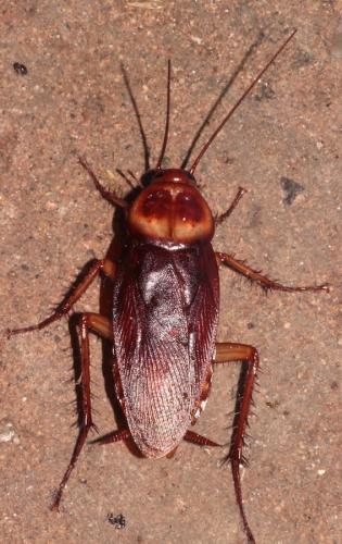 Periplaneta americana